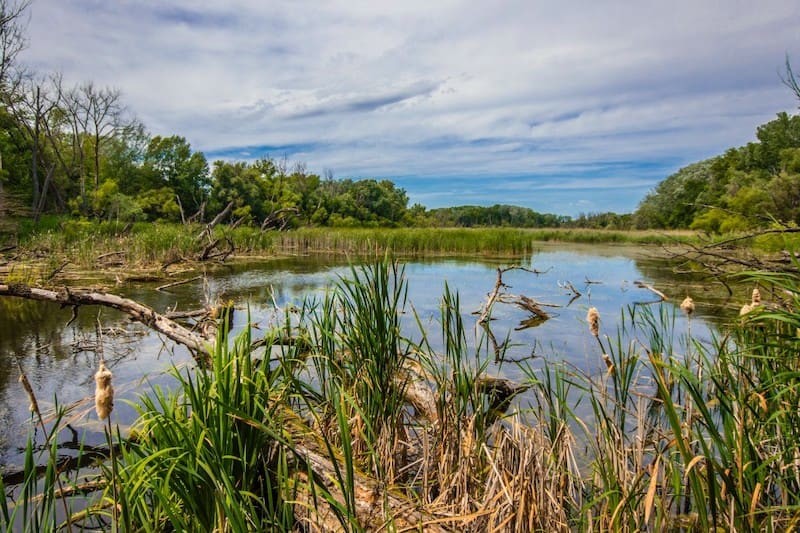 Moorlandes und der Moor Ökosysteme